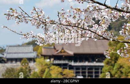 Kyoto, Japan. April 2020. Kirschblüten sind am Samstag, 4. April 2020, im Kiyomizudera-Tempel in Kyoto, Japan zu sehen. Foto von Keizo Mori/UPI Credit: UPI/Alamy Live News Stockfoto