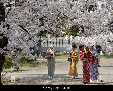Kyoto, Japan. April 2020. Am Samstag, 4. April 2020, fotografieren Touristen im Maruyama-Park in Kyoto, Japan. Sie sehen so aus, als ob ihnen das Gefühl einer Krise fehlt als der Ballungsraum. Foto von Keizo Mori/UPI Credit: UPI/Alamy Live News Stockfoto