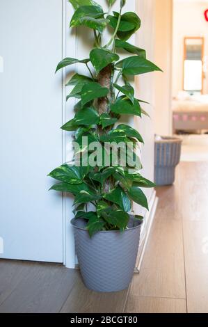 Epiprest aureum / Devils Ivy / Pothos House Plant im Flur eines Hauses Stockfoto