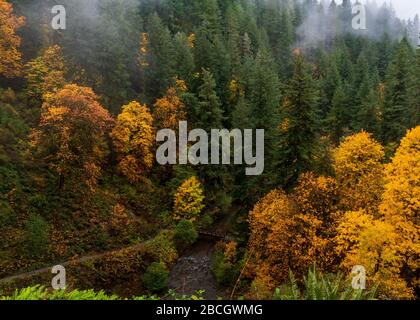 Landschaft im Silver Falls State Park, Silverton, Oregon, USA, im Herbst mit gelben und orangefarbenen Farben, großen Ahorn-Blattbäumen, Pinien und cree Stockfoto