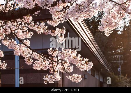 Schöne Blumen sind Kirschblüten oder blühende Sakura bei Sonnenuntergang, im Frühjahr, vor dem Hintergrund des Gebäudes. Stockfoto