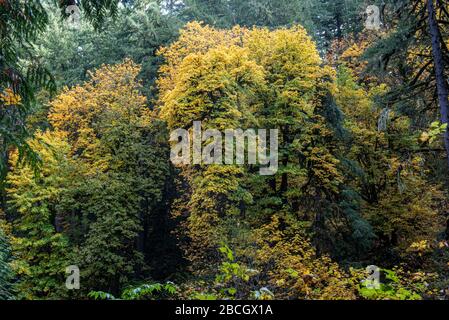 Herbstlaub im Silver Falls State Park, Silverton, Oregon, USA, im Herbst mit gelben Farben und Nadelbäumen im Nebel Stockfoto