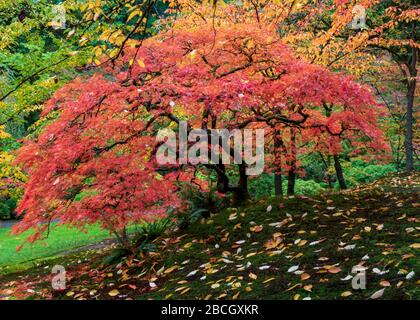 Lebendiger roter japanischer Ahorn-Baum in voller Herbst-Glory-Darstellung, von der Seite betrachtet, vor dem Hintergrund gelber und grüner Blätter und mit farbenfrohem f Stockfoto