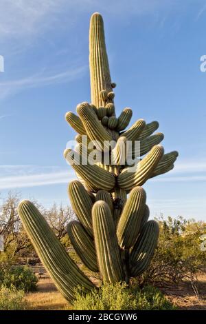 Saguaro 'Carmegiea gigantea'-Kaktus, auch 'Mexican hat' genannt, Blossom ist Arizonas Staatsblume, Saguaro-Nationalpark. Stockfoto