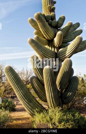 Saguaro 'Carmegiea gigantea' Kaktus, mit bemerkenswerten Zweigen oder Armen, auch "Mexican hat" genannt. Blossom ist Arizonas Staatsblume. Saguaro National. Stockfoto