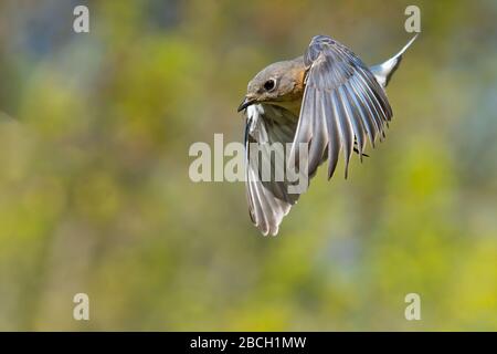 Ein weiblicher Bluebird in einem Tauchgang Stockfoto