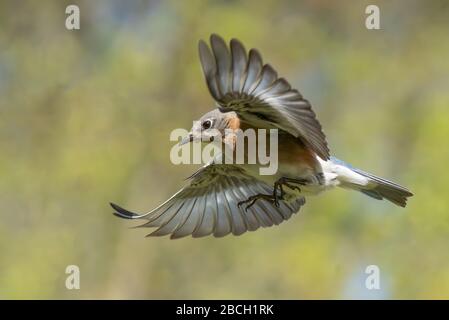 Ein östlicher Vogel im Flug Stockfoto