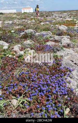 Person, die über Kalksteinpflaster mit schrubbigen pimpernel Anagalis monelli Blumen, Ponta de Sagres, Sagres Point, Algarve, Portugal spaziert Stockfoto