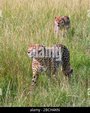 Gepard (Acinonyx jubatus). Geparden, die durch langes Gras im Masai Mara National Reserve, Kenia, Afrika laufen Stockfoto