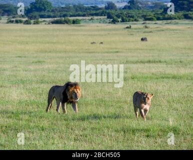 Lion (Panthera leo). Löwe und Löwin, die durch offenes Grasland, Masai Mara National Reserve, Kenia, Afrika laufen Stockfoto
