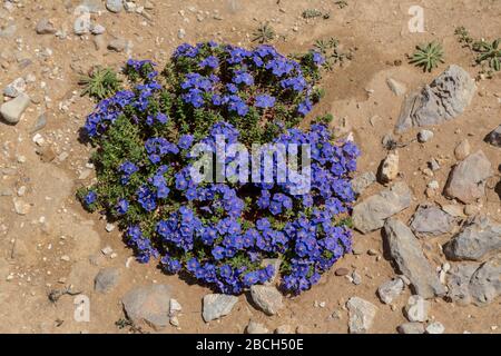 Shrubby pimpernel Anagalis monelli Blumen auf Kalkpflaster, Ponta de Sagres, Sagres Point, Algarve, Portugal Stockfoto