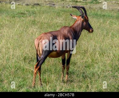 Topi (Damaliscus lunatus jimela), Masai Mara National Reserve, Kenia, Afrika Stockfoto