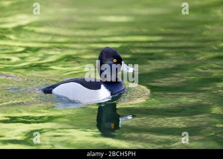 Ente mit Ringhalsfunktion, Erwachsene Männer, Wattierung Stockfoto