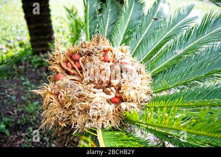 Samenhülse einer japanischen Sago-Palme mit roten Samen Stockfoto