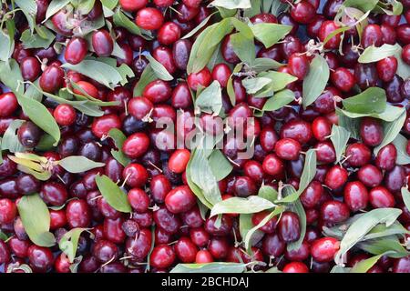 Reife Früchte von Cornelischen Kirschen (Cornus mas) als Hintergrund. Stockfoto