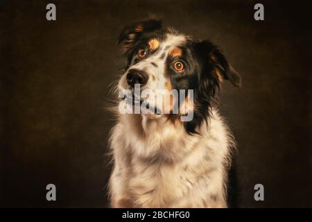 Quizzialer Ausdruck Von Border Collie Stockfoto