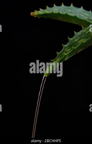Strom von Wasser fällt nach unten Zweig der Aloe Vera auf schwarzem Hintergrund. Stockfoto