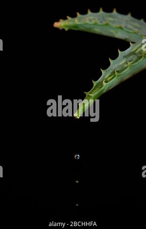 Wassertropfen fallen von Aloe Vera Zweig auf schwarzem Hintergrund. Stockfoto