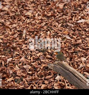 Robin Bird auf einem Ast auf einem Boden voller Blätter im Herbst. Stockfoto
