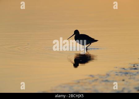 Eine Silhouette eines Schwarzschwanz-Godwit (Limosa limosa islandica) der isländischen Rasse, die sich an einer Mündung im Norden Norfolks, Großbritannien, ernährt Stockfoto