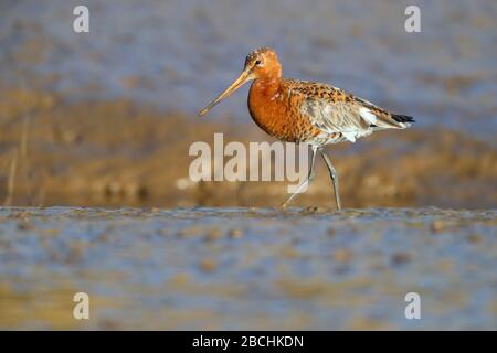 Ein erwachsenes Gefieder Schwarzer Schwanzgottwit (Limosa limosa islandica) der isländischen Rasse, der sich an einer Mündung im Norden Norfolks, Großbritannien, ernährt Stockfoto