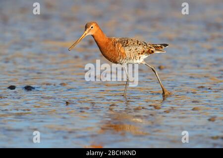 Ein erwachsenes Gefieder Schwarzer Schwanzgottwit (Limosa limosa islandica) der isländischen Rasse, der sich an einer Mündung im Norden Norfolks, Großbritannien, ernährt Stockfoto