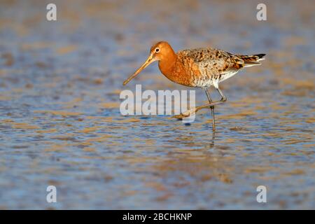 Ein erwachsenes Gefieder Schwarzer Schwanzgottwit (Limosa limosa islandica) der isländischen Rasse, der sich an einer Mündung im Norden Norfolks, Großbritannien, ernährt Stockfoto