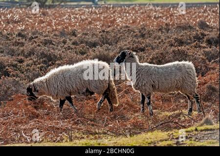 Paar englische Jacobs-Schafe mit Hörnern, die auf ländlichem Moorgebiet weiden Stockfoto