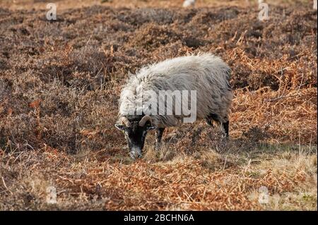 Englische Jacobs Schafe mit Hörnern weiden auf ländlichem Moorgebiet Stockfoto