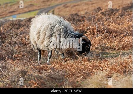 Englische Jacobs Schafe mit Hörnern weiden auf ländlichem Moorgebiet Stockfoto