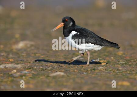 Ein ausgewachsener Eurasischer Austernfischer (Haematopus ostralegus) im Winter oder nicht-züchtende Gefieder an der Nordküste von Norfolk, Großbritannien Stockfoto