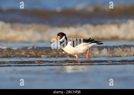 Ein Eurasischer Austernfischer (Haematopus ostralegus) im Winter oder nicht-züchtende Gefieder an der Nordküste von Norfolk, Großbritannien Stockfoto