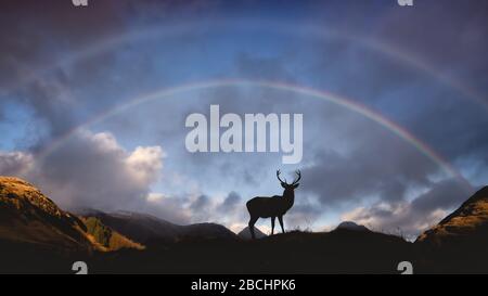 Rotwild-Hirsch unter einem doppelten Regenbogen in den schottischen Highlands bei Glencoe. Silhouette vor einer blauen und stimmungsvollen Skos mit doppeltem Regenbogen. Stockfoto