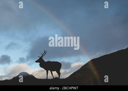 Rothirsch unter einem Regenbogen in den schottischen Highlands bei Glencoe. Silhouette gegen einen blauen und launischen Himmel. Stockfoto