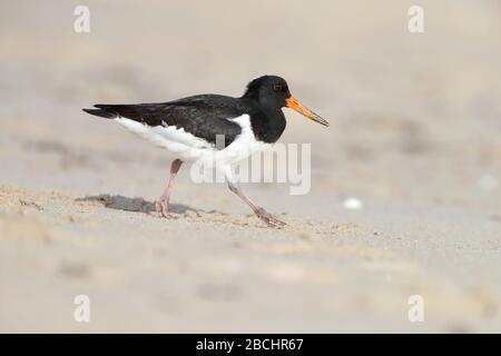 Ein juveniler Eurasischer Austernfischer (Haematopus ostralegus), der sich an einem Strand auf St. Mary's, Isles of Scilly, Großbritannien, ernährt Stockfoto