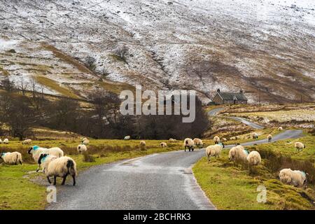 Schottische Schafe auf der Straße, Highlands, Schottland Stockfoto