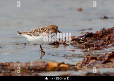 Ein erwachsener Sanderling (Calidris alba), ein kleiner Küstenvogel oder Wader im Brutgefieder an einem Strand auf den Äußeren Hebriden, Schottland Stockfoto