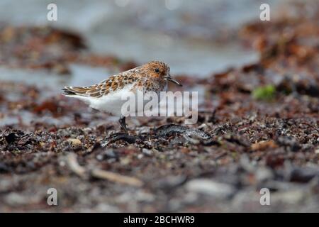 Ein erwachsener Sanderling (Calidris alba), ein kleiner Küstenvogel oder Wader im Brutgefieder an einem Strand auf den Äußeren Hebriden, Schottland Stockfoto