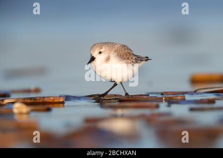 Ein Sanderling (Calidris alba), ein kleiner Küstenvogel im nicht-Brutgefieder, der im Winter an einem Strand in Norfolk, England, England, ernährt wird Stockfoto
