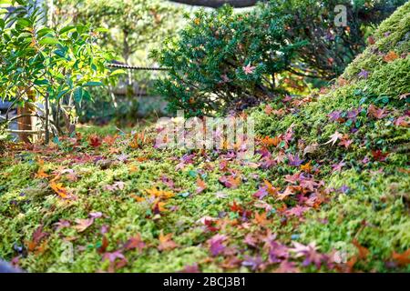 Viele Herbstblätter auf dem Moos im Garten Stockfoto