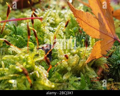 Nahaufnahme von Moos und gelbem Ahornblatt Stockfoto