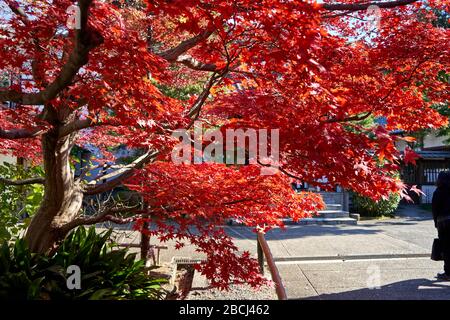 Roter Ahornbaum Blätter an einem sonnigen Tag in Kyoto Stockfoto
