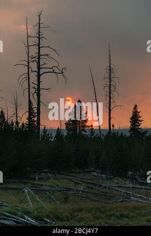 Lodgepole Kiefern, die von einem rauchigen roten Sonnenuntergang durch einen Waldbrand im Yellowstone Nationalpark umschichtet werden Stockfoto