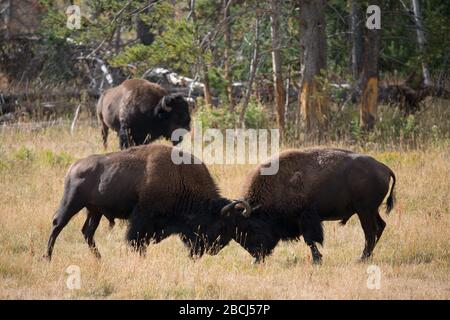 Zwei männliche Bisons gehen Kopf an Kopf in Vorbereitung auf die Furche, um für Weibchen zu konkurrieren Stockfoto