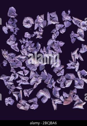 Getrocknete Hydrangea-Blumen. Abstrakte Planlage, Draufsicht. Vertikales Format. Freier Speicherplatz für Ihren Text. Violettes Farbschema. Blumenmuster auf dunklem Hintergrund Stockfoto