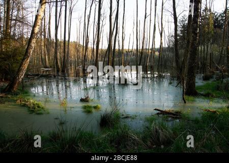Biesenthaler Becken / Feuchtgebiet beim Hellsee / Barnim Stockfoto
