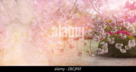 Verschwommener Frühlingshintergrund mit Sakura und Azaleen-Blüten, sowie der Einsatz von Bokeh und Filter aus rosa Farben schaffen eine fröhliche Stimmung. Stockfoto