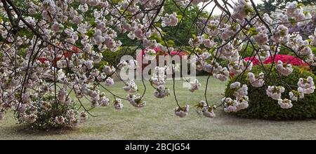 Üppige Blütenstände blühender Sakura auf dem Hintergrund blühender roter Azaleen Stockfoto