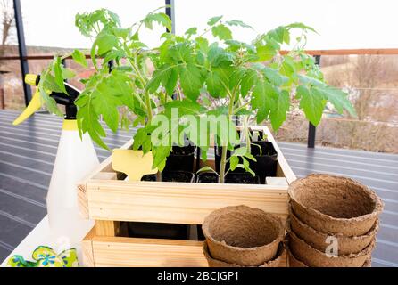 Junge Setzling von Tomaten in einem hölzernen Gartenkasten nach der Umpflanzung und bereit für die Pflanzung im offenen Boden im Garten. Eine Holzkiste mit tomat Stockfoto