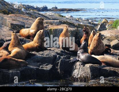 Seelöwen Auf Der Race Rocks Island Strait Von Juan De Fuca Vancouver Island Stockfoto